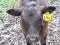 Angus Calf - Sterzick Farm