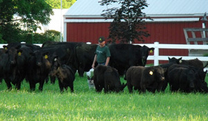 Sterzick Farm Angus Cattle